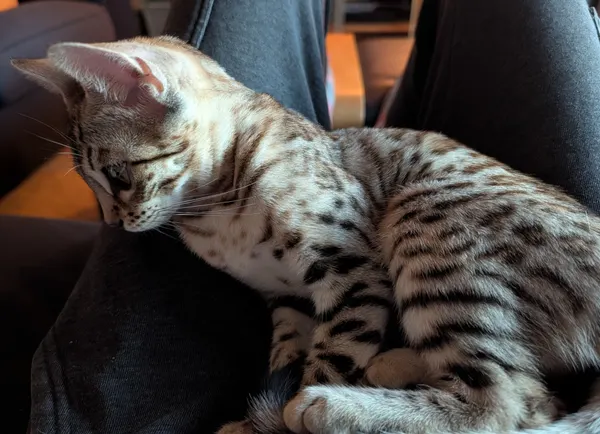 Ember photo 42