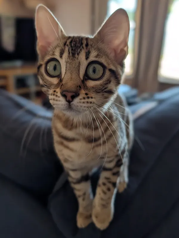 Ember photo 47
