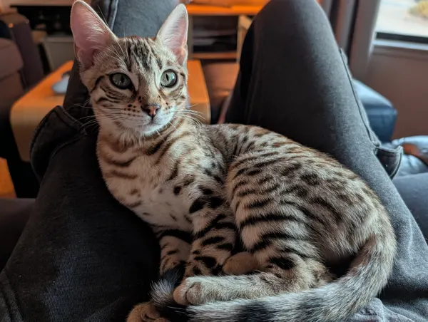 Ember photo 48