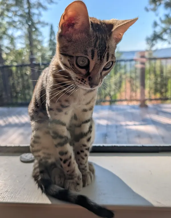 Ember photo 59