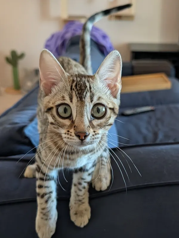 Ember photo 63