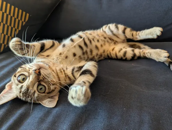 Ember photo 74