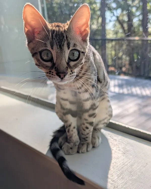 Ember photo 75