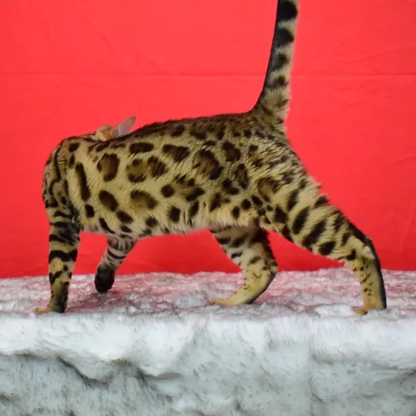 Arkham Cheesecake photo 1