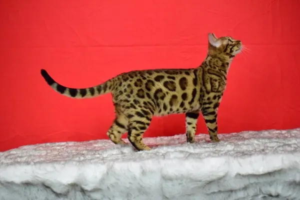 Arkham Cheesecake photo 2