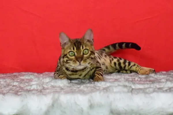 Arkham Cheesecake photo 4