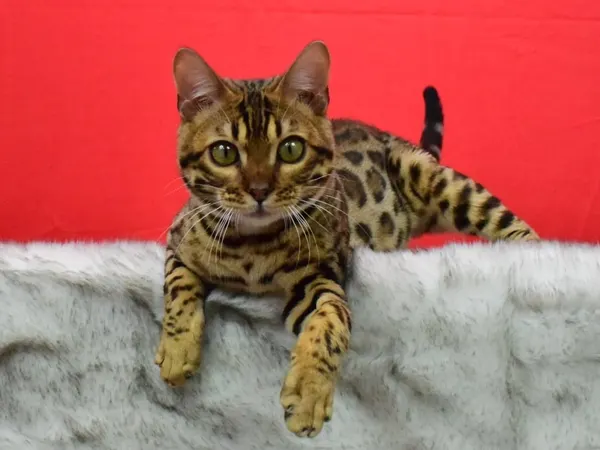 Arkham Cheesecake photo 5