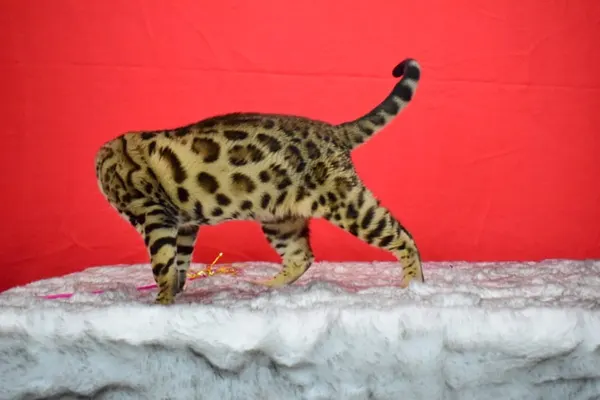 Arkham Cheesecake photo 7